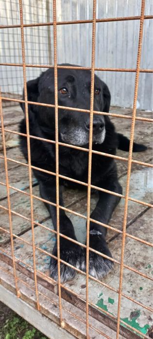 Хороший охранник ищет дом