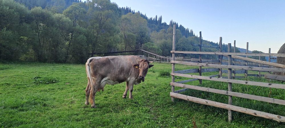 Vacă Brună  de vânzare