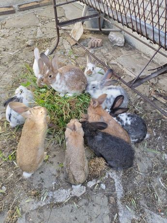 Зайци кръстоска на различна възраст