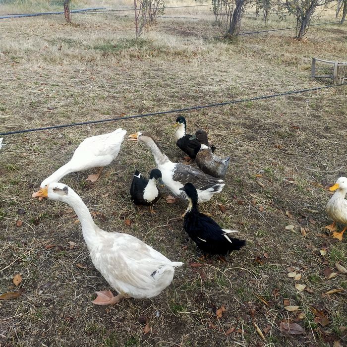Гоз урдаклар сотилади