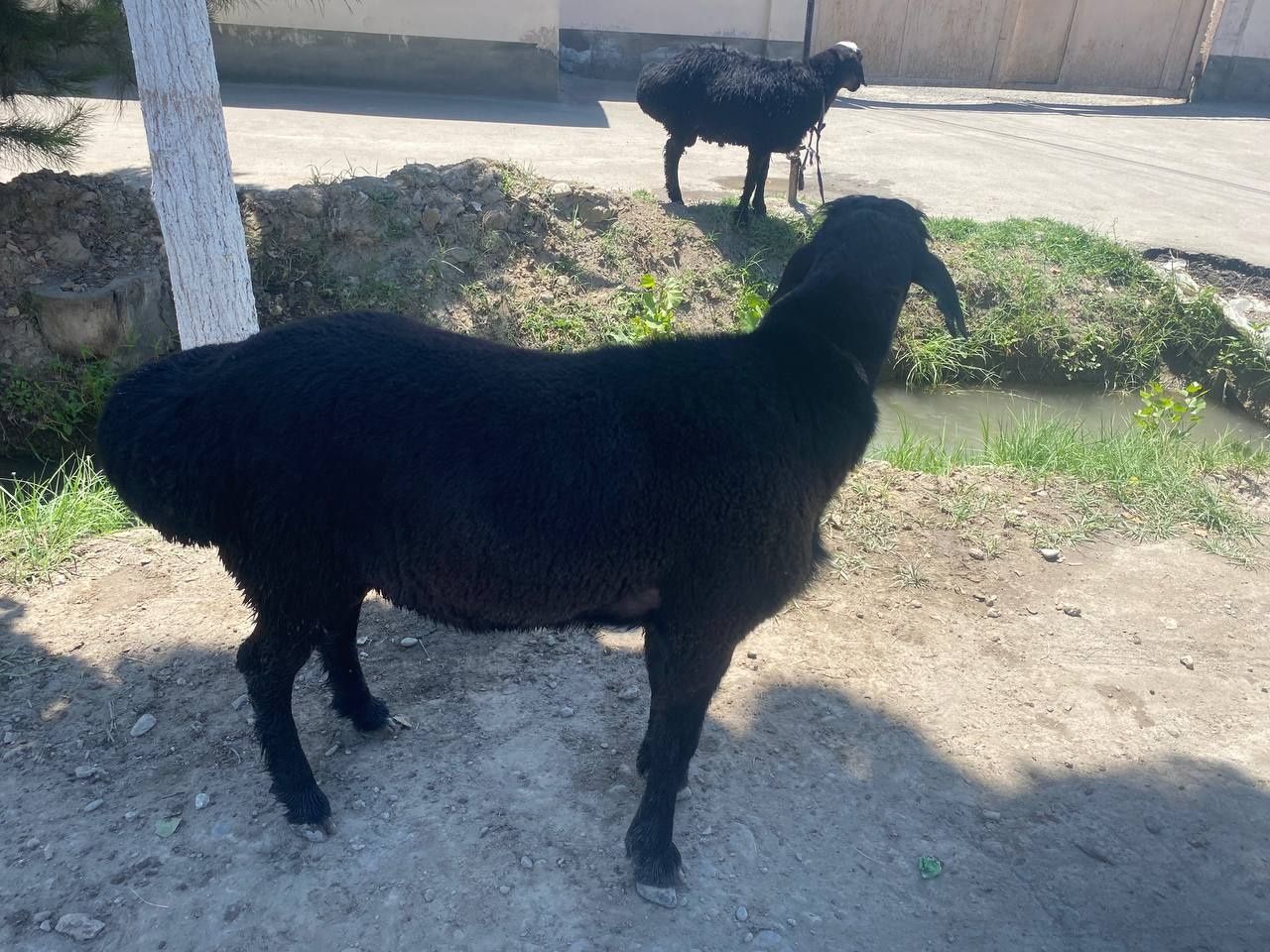 Qurbonlik uchun qo‘chqorlar