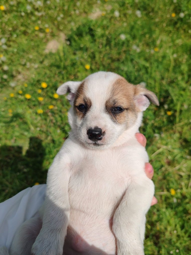 Cățeluși spre adopție!!