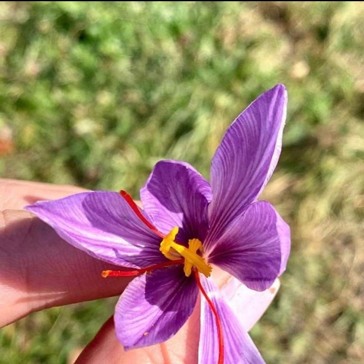 Sofran uscat / bulbi crocus-sativus