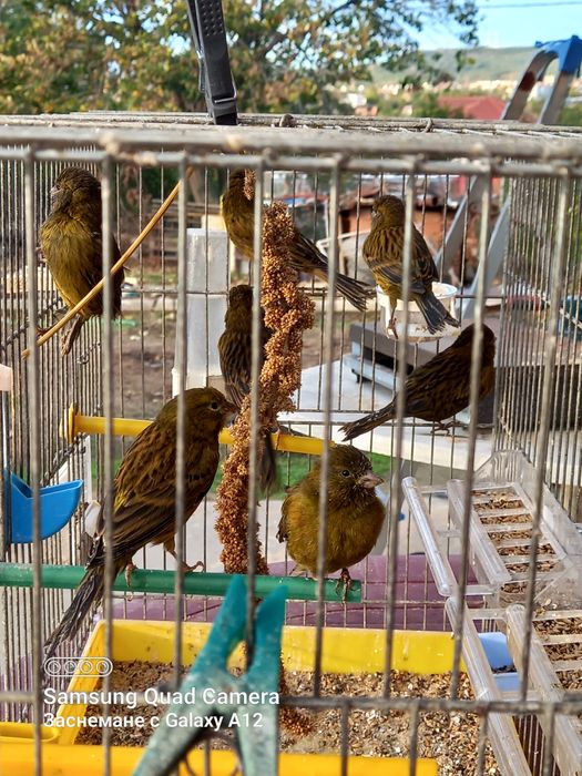 Канарчета ,млади женски птици!