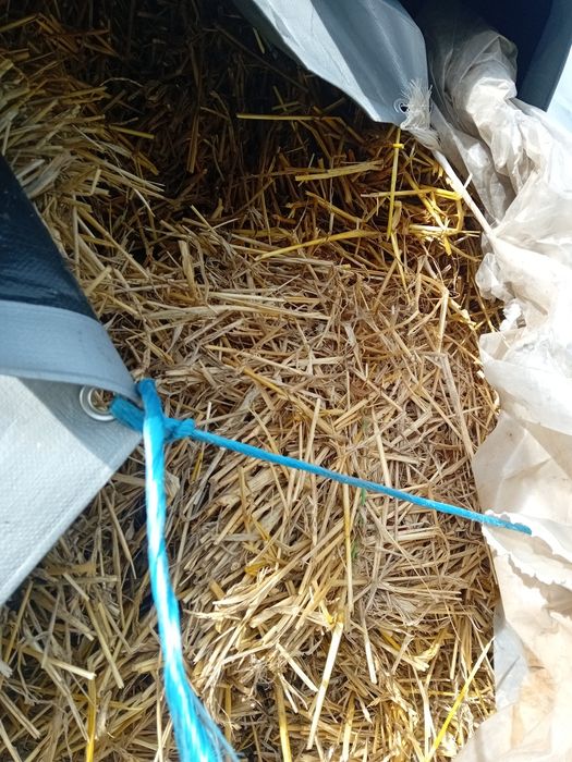 Baloti paie ,  8 lei