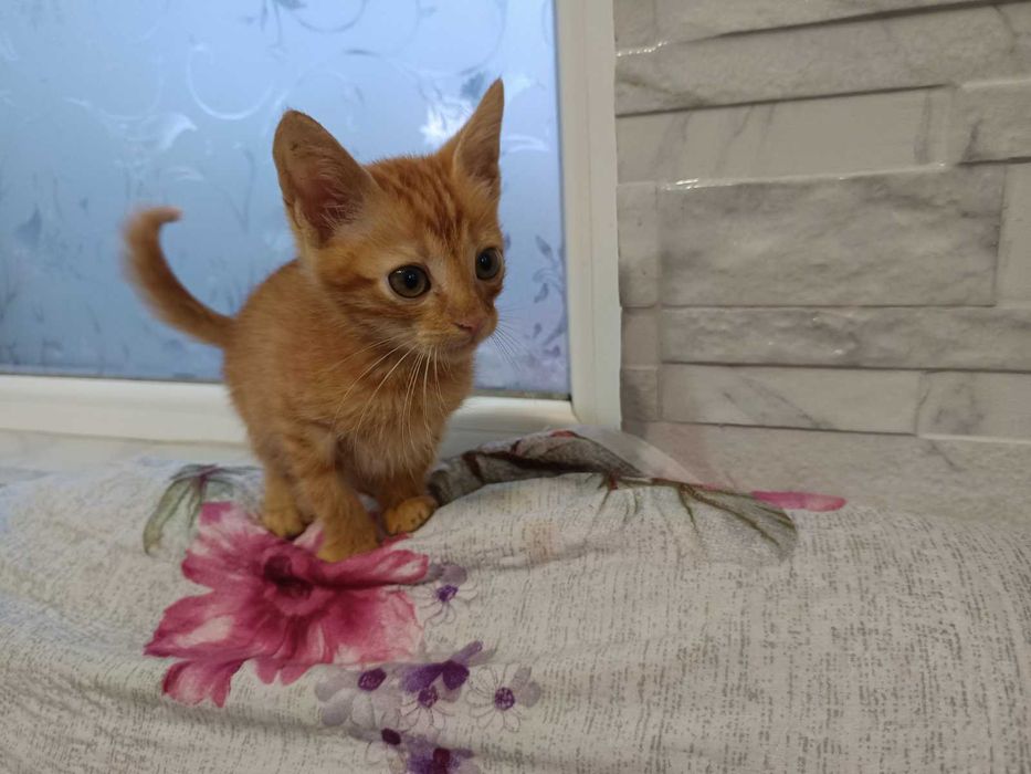 ПОДАРЯВАМ. Остават последни 3 котенца