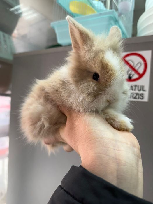 Iepuri pitici,  cap de leu minitoy, teddy