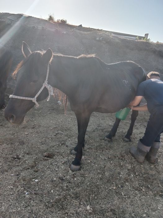 Сауынды бие сатылады