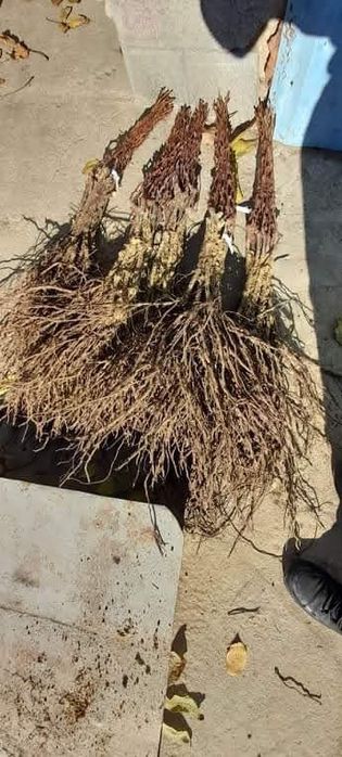 Butasi vita de vie direct la producător și pomi fructiferi