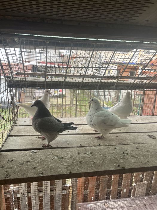 Porumbei texani de vanzare