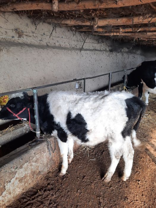 Buqala sotiladi sfatli