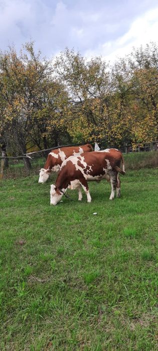 Vând două vaci ci viței