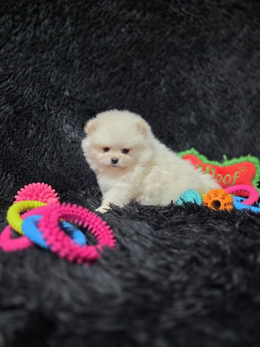Pomeranian fetita tip boo
