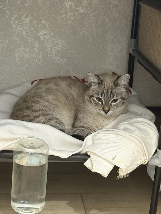 кот по имени Жаным