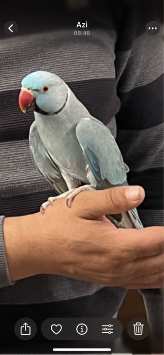 Papagal Micul Alexandru