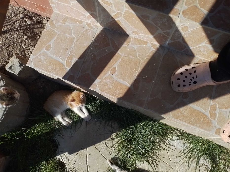 Donez doi pui de pisica