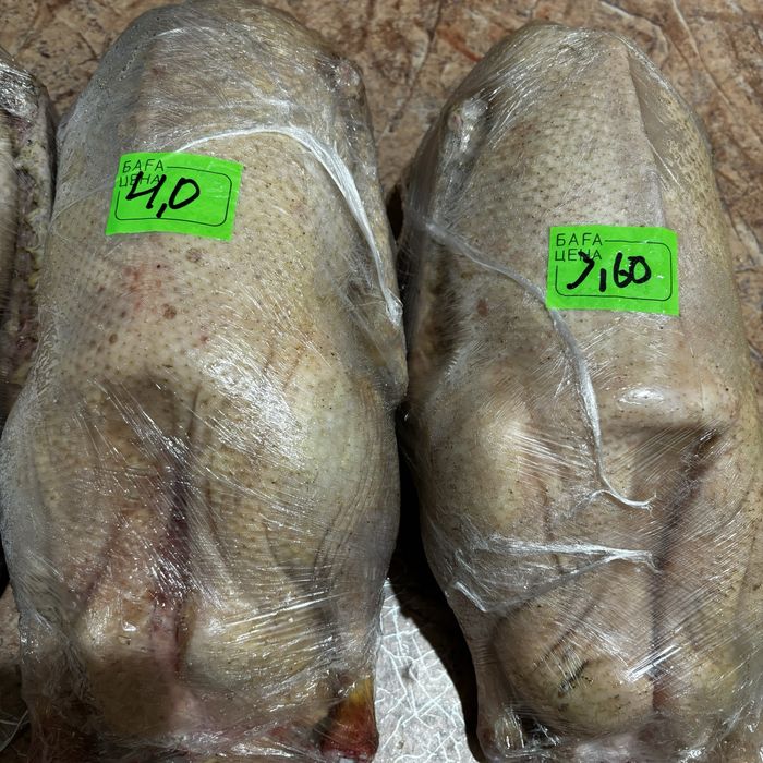 Домашние гуси оптом-розница