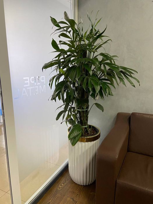 Offis va ishxonalar uchun gullar