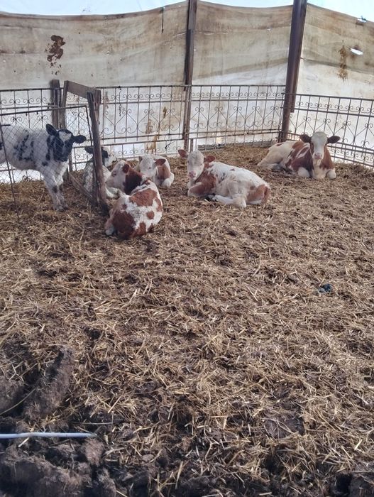 Vând viței bălțați și belgieni