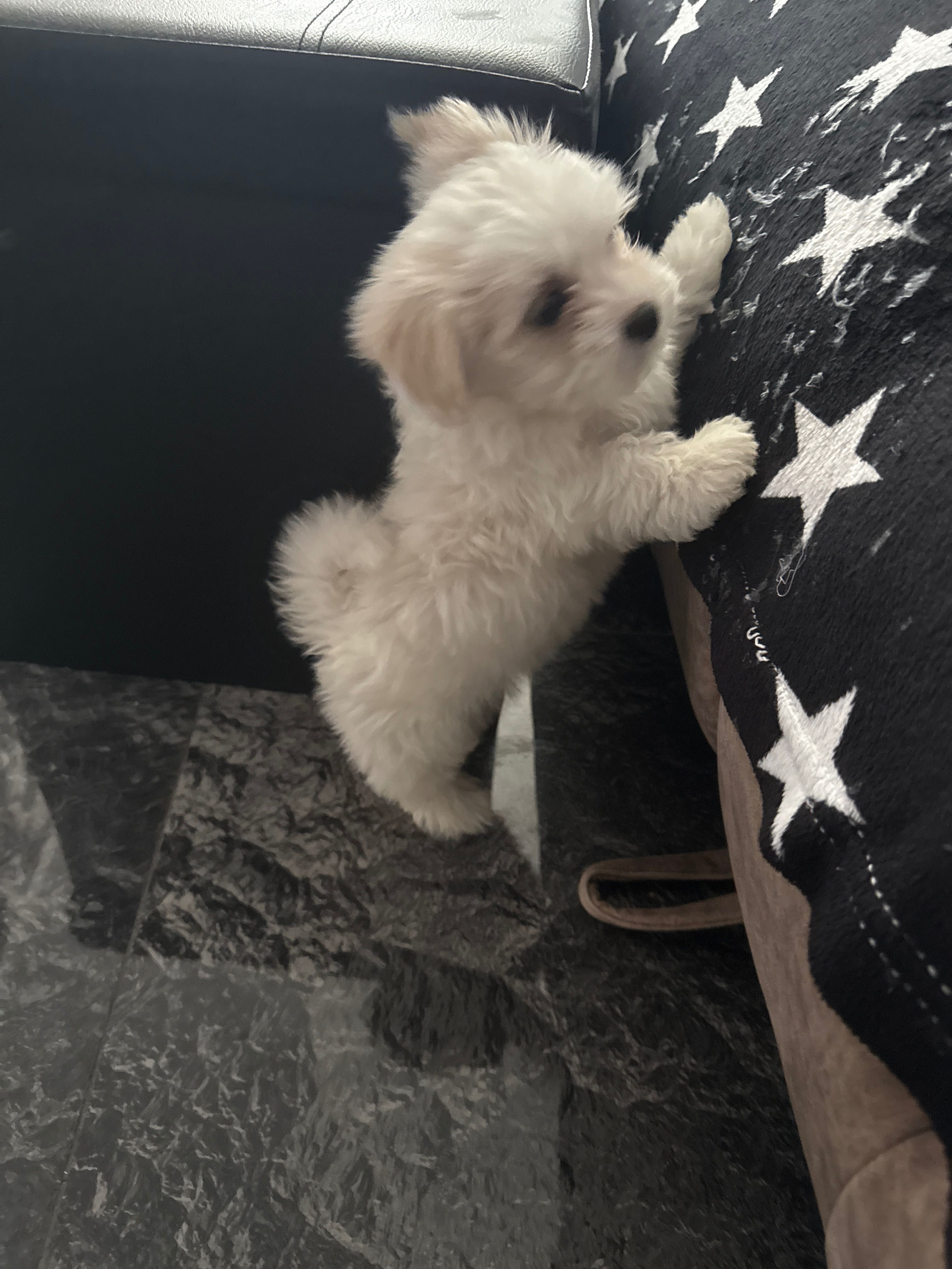 Pui Bichon Maltez mini toy