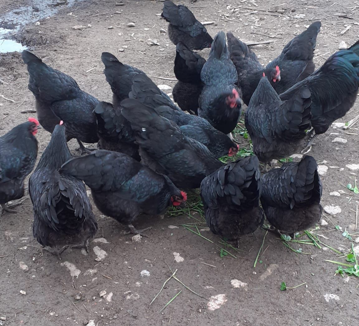 Vând oua australorp. Pui australorp. Păsări australorp