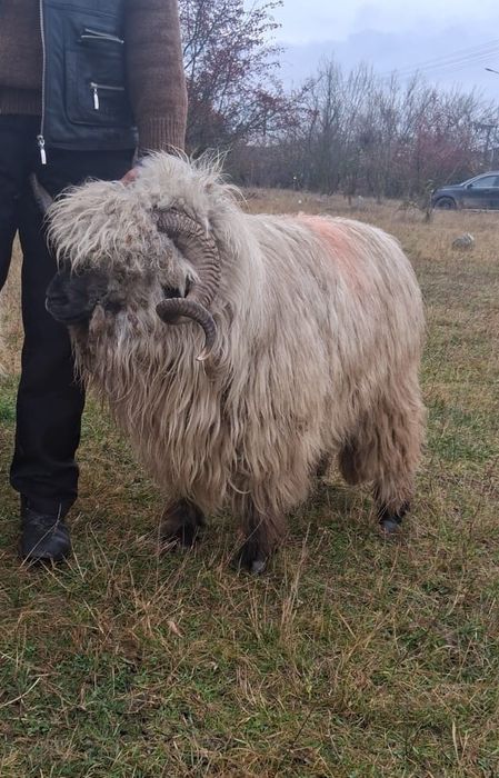 Vând berbecii bucălai