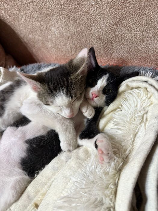 Котенок ищет дом