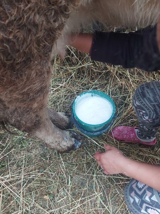 Vând vaca Baltata românească