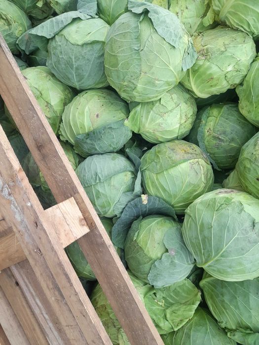 Зеле за туршия, консервиране, за кисело зеле