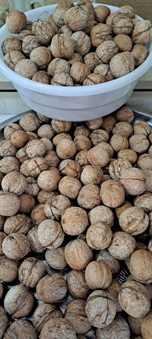 Грецкие орехи 2025