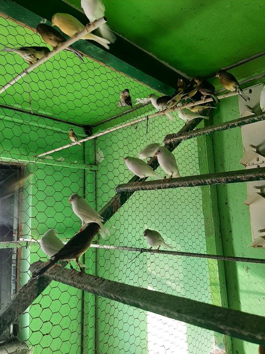 Canari femele rasa ORPHEUS