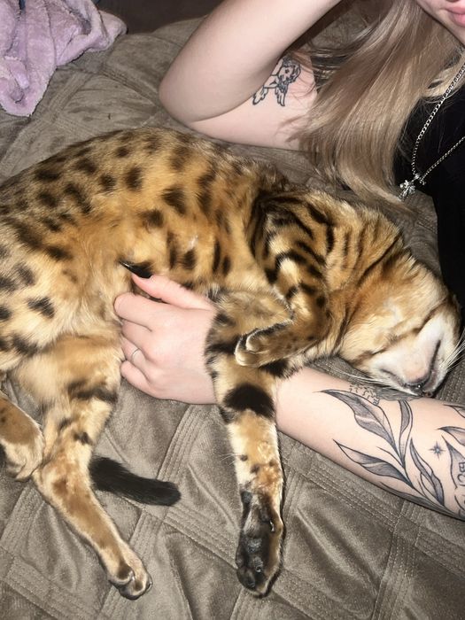 Бенгальская кошка, возраст 2 года