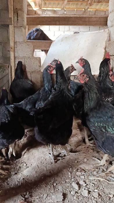 Қора шахзода тухумга заказ оламиз