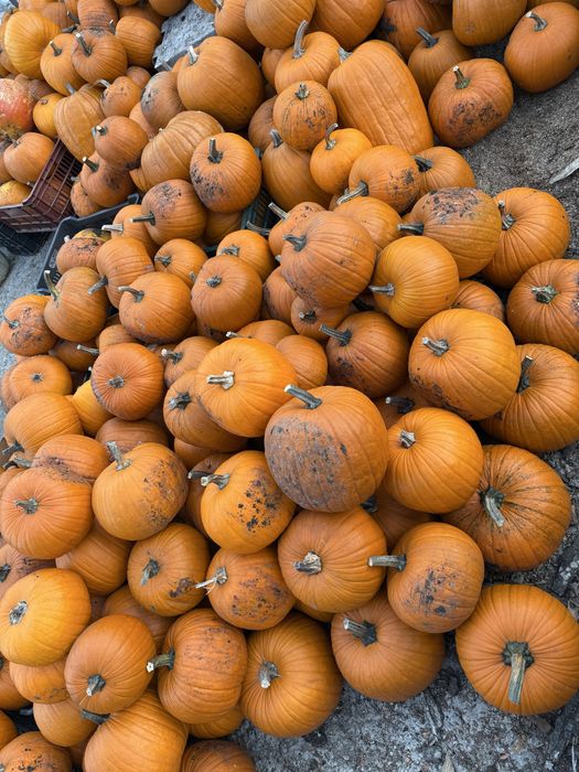 Vând bostani de Halloween