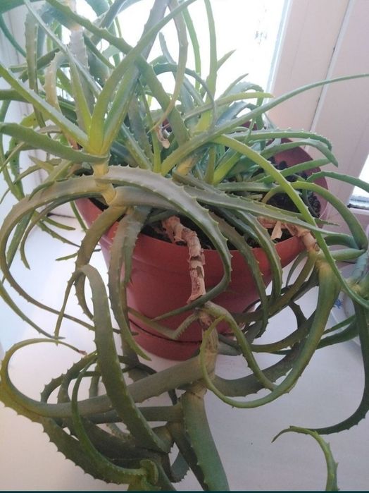 Продам лечебное алое