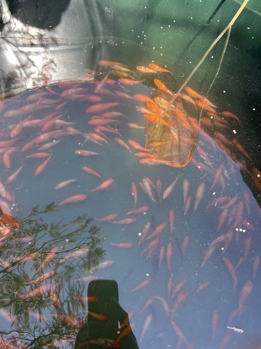 koi puiet 6-10 cm