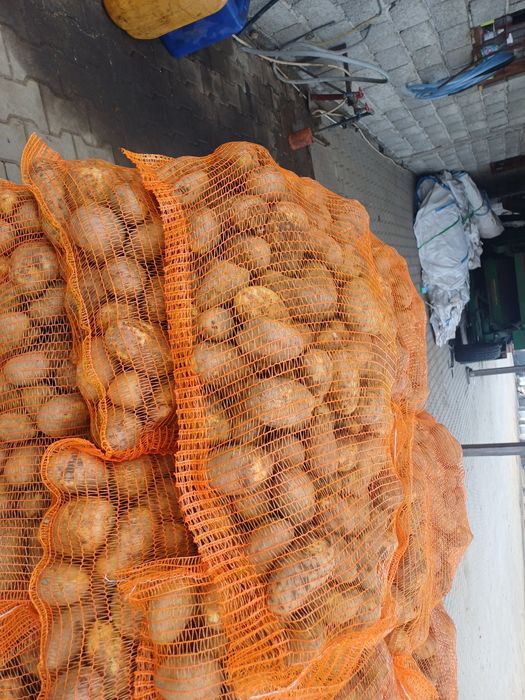 Cartofi de consum si de animale