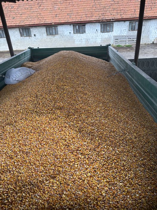 Porumb boabe !!umididate 15