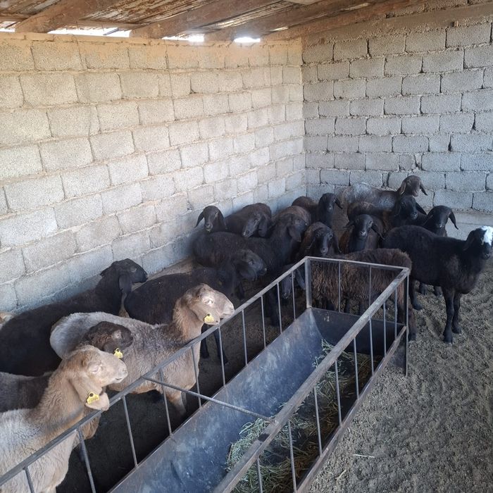 Қой сатылады.  Срочно