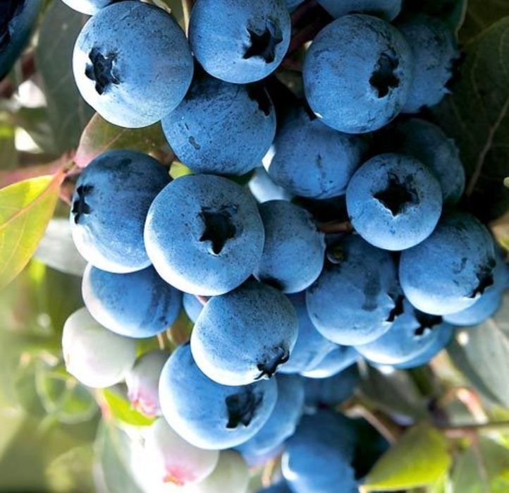 Ghiveci afin/aronia/coacaz