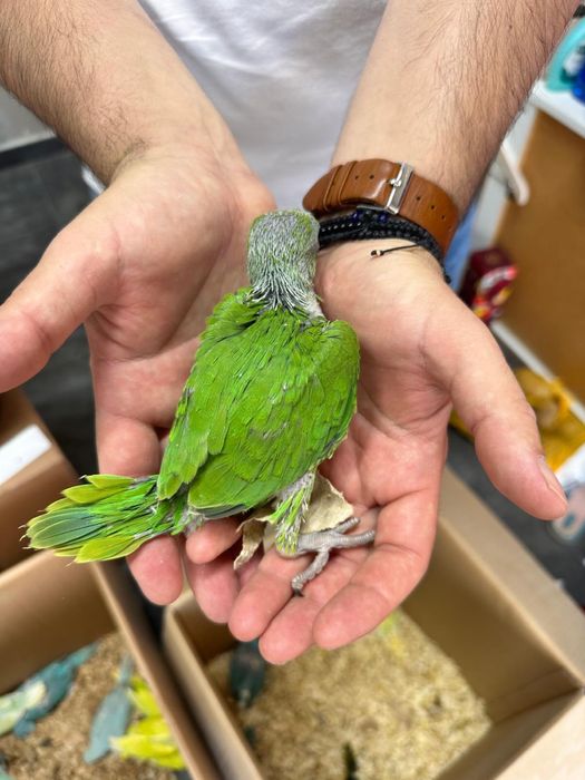 Papagali vorbitori pui blanzi micul alexandru alexander