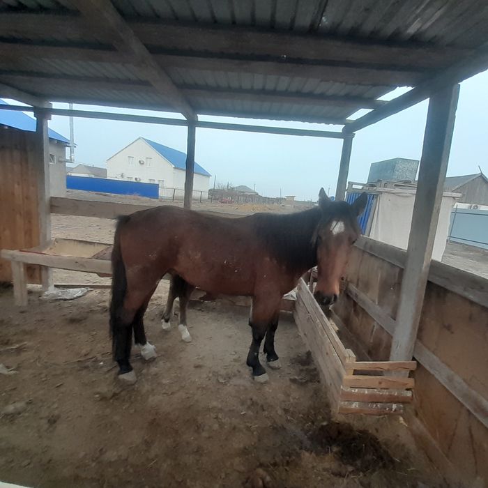 Еркек құнан сатамын. Үйреттт, ат қылуға, айғыр ретінде үйірге салуға б