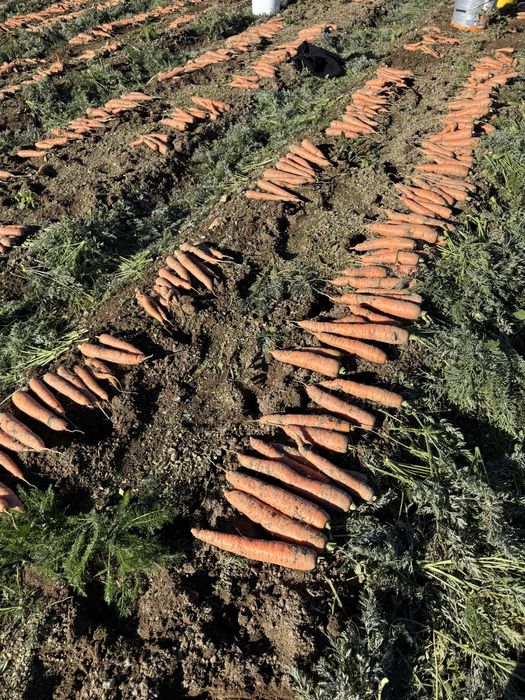 Morcovi proaspeti BIO de calitate Rasca, Dealu Mare