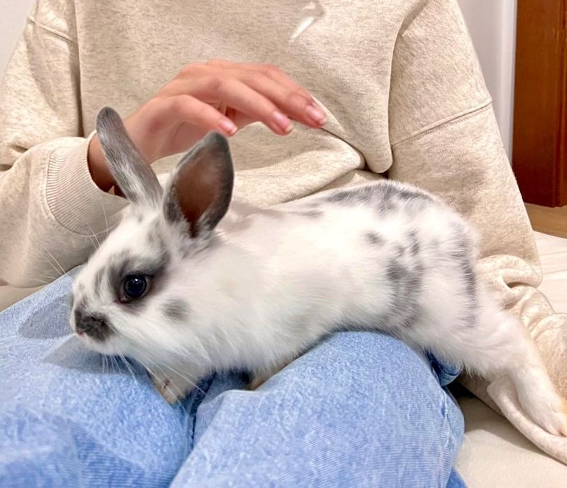 Donez iepuras dragalas, 2 luni, vaccinat, bland si jucaus.