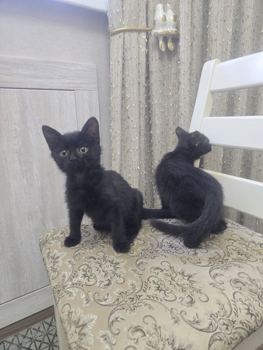 Котята в добрые руки.