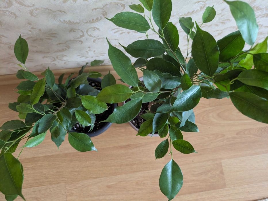 Комнатные растения