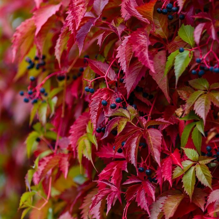 Vita de Vie Canadiană Rosie