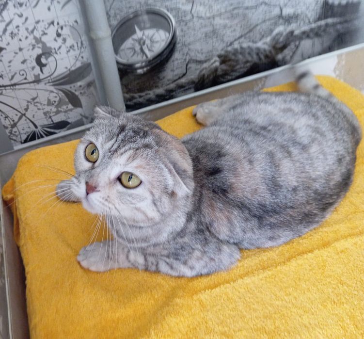 Мия ждёт своего человека,любящего и надёжного.