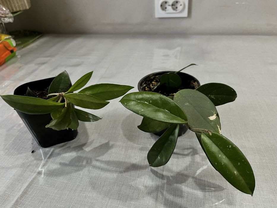 Хойя обмен на другие цветы