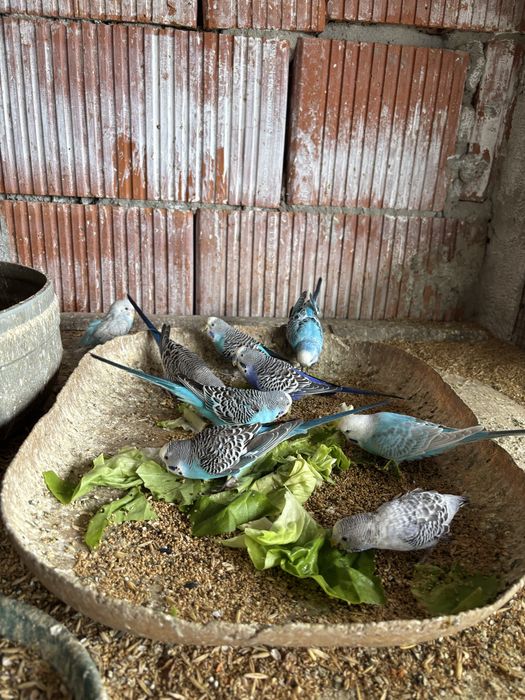 Vand diferite specii de papagali